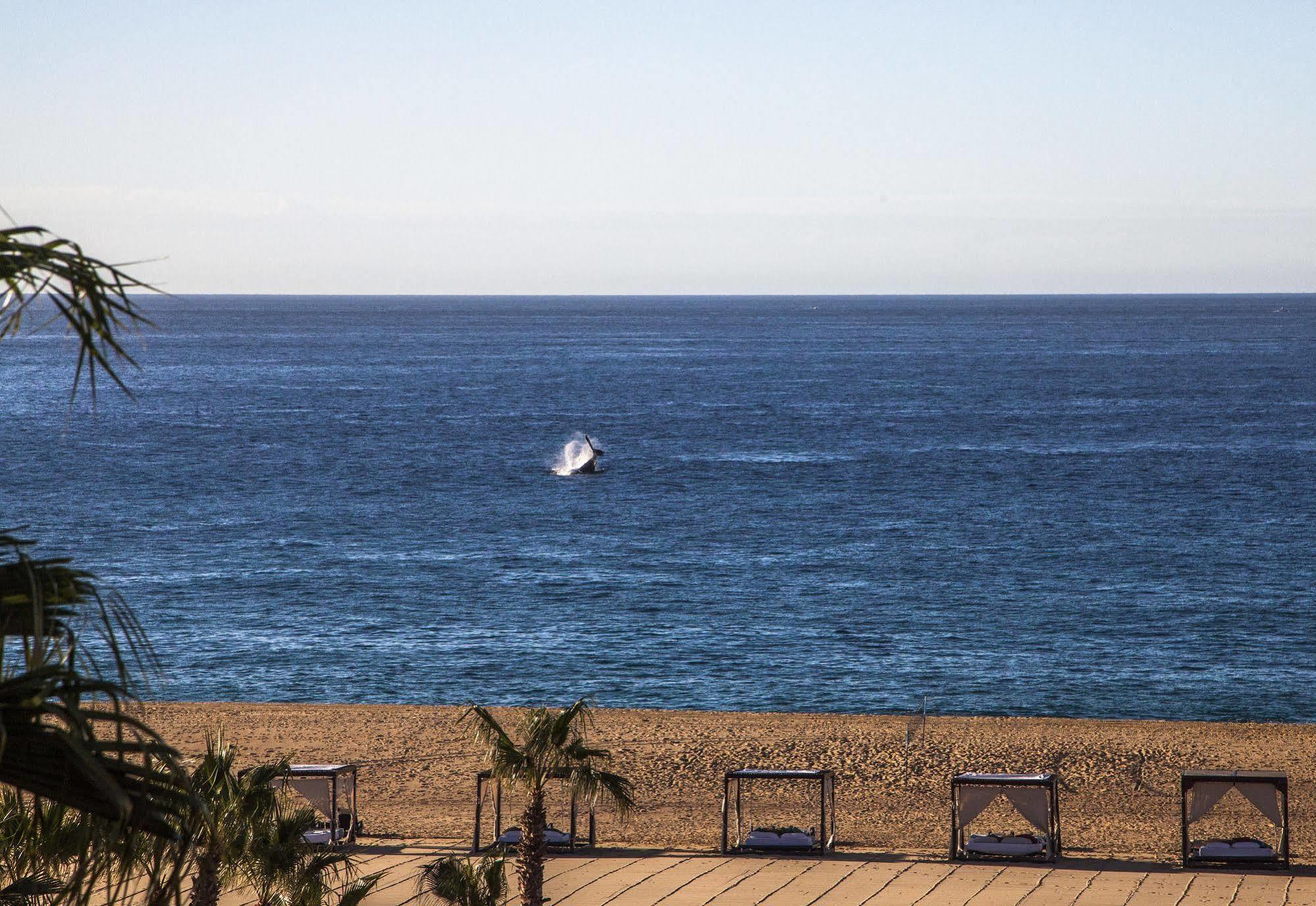 The Towers At Pueblo Bonito Pacifica (Adults Only) Hotel Cabo San Lucas Buitenkant foto